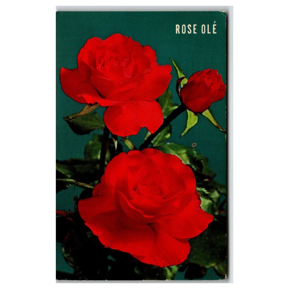 Vintage ROSE OLÉ Red Roses Postcard Armstrong Nurseries Pittsburgh PA 1970s